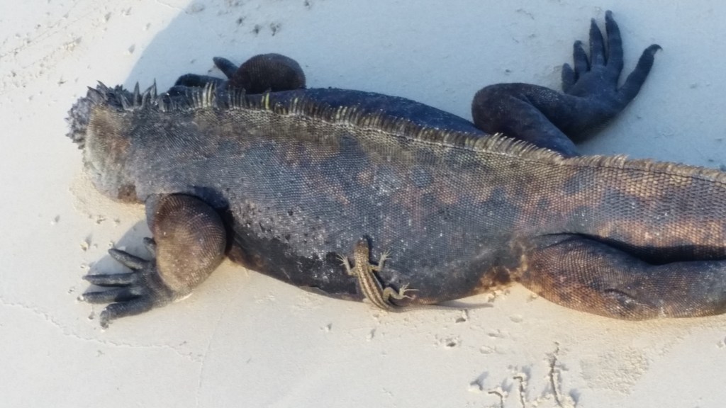 A large marine iguana resting on a sandy beach.