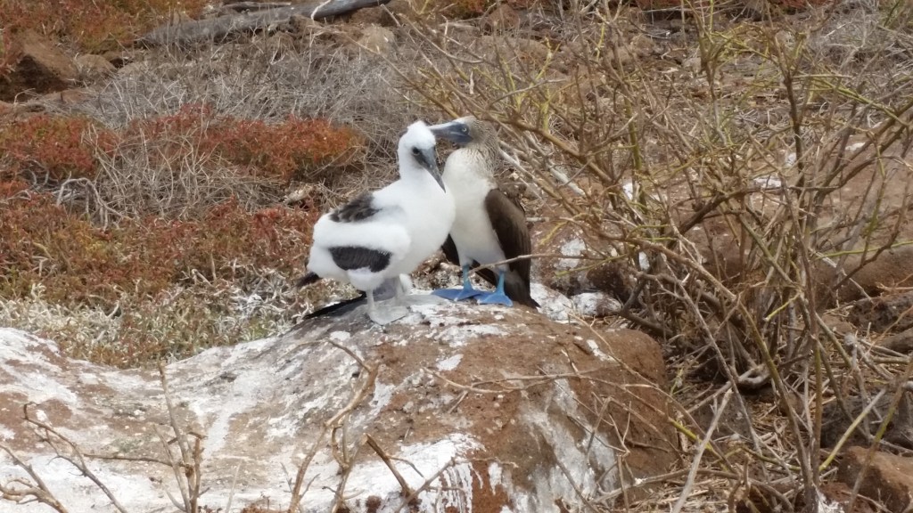 A pair of Blue-footed Boobies standing on a rock, surrounded by dry vegetation typical of the Galapagos Islands.