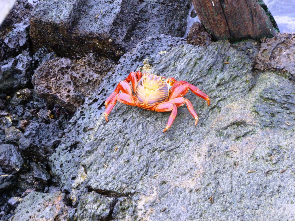 A bright red Sally Lightfoot crab perched on dark rocky terrain near the shoreline.