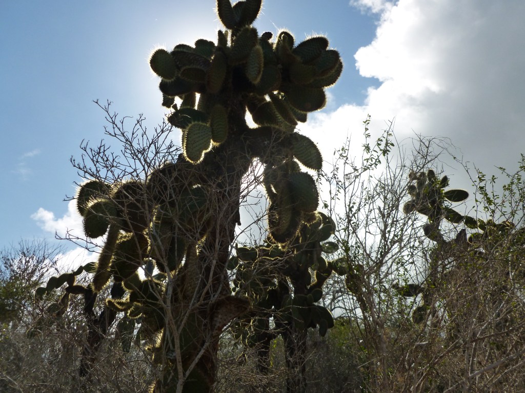 Silhouette of giant cacti against a bright sky in the Galapagos Islands.