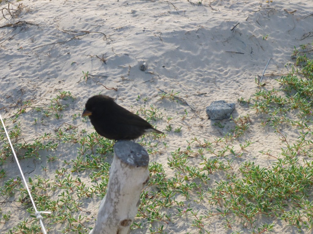 A small black Darwin finch perched on a wooden post, surrounded by sandy terrain and sparse green vegetation.