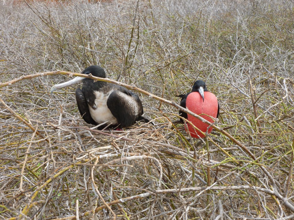 A pair of frigatebirds perched among dry twigs, with one holding a bright red throat pouch.