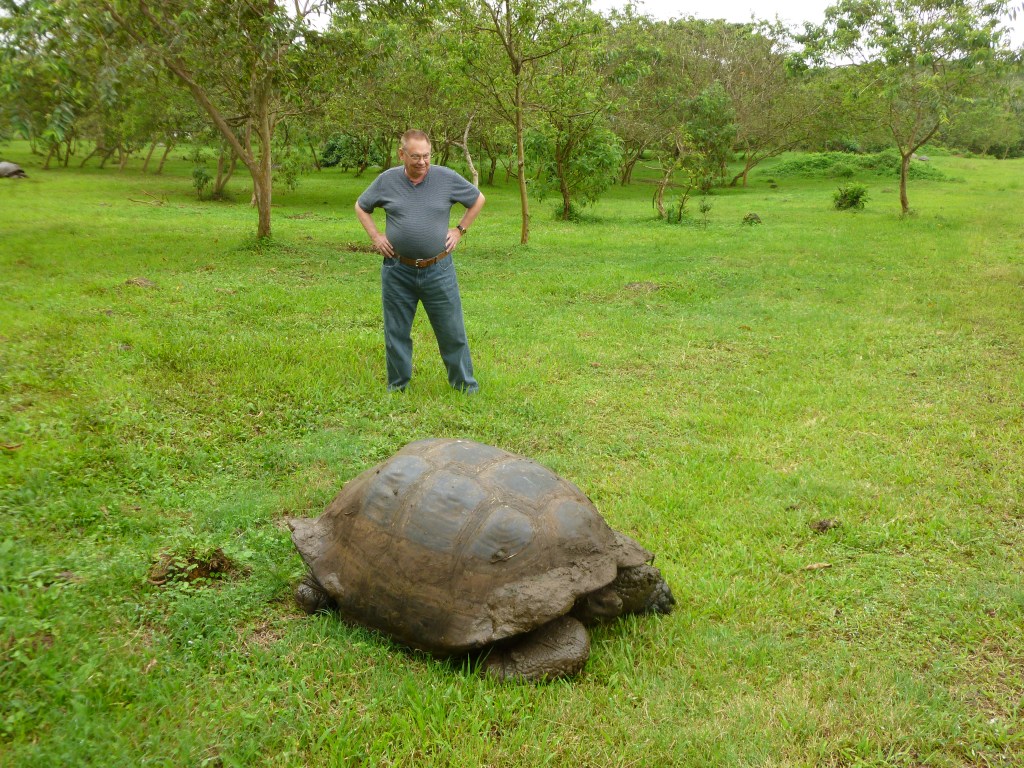 A man observing a large tortoise in a grassy area surrounded by trees, highlighting the unique wildlife of the Galapagos Islands.