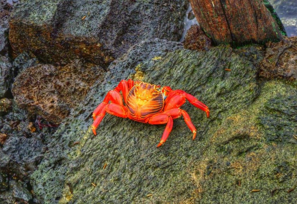 A bright red crab perched on a rocky surface near the shore.